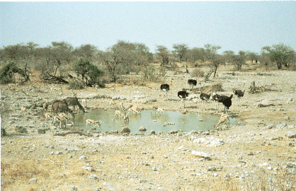 Etoscha