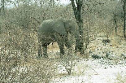 Elefant